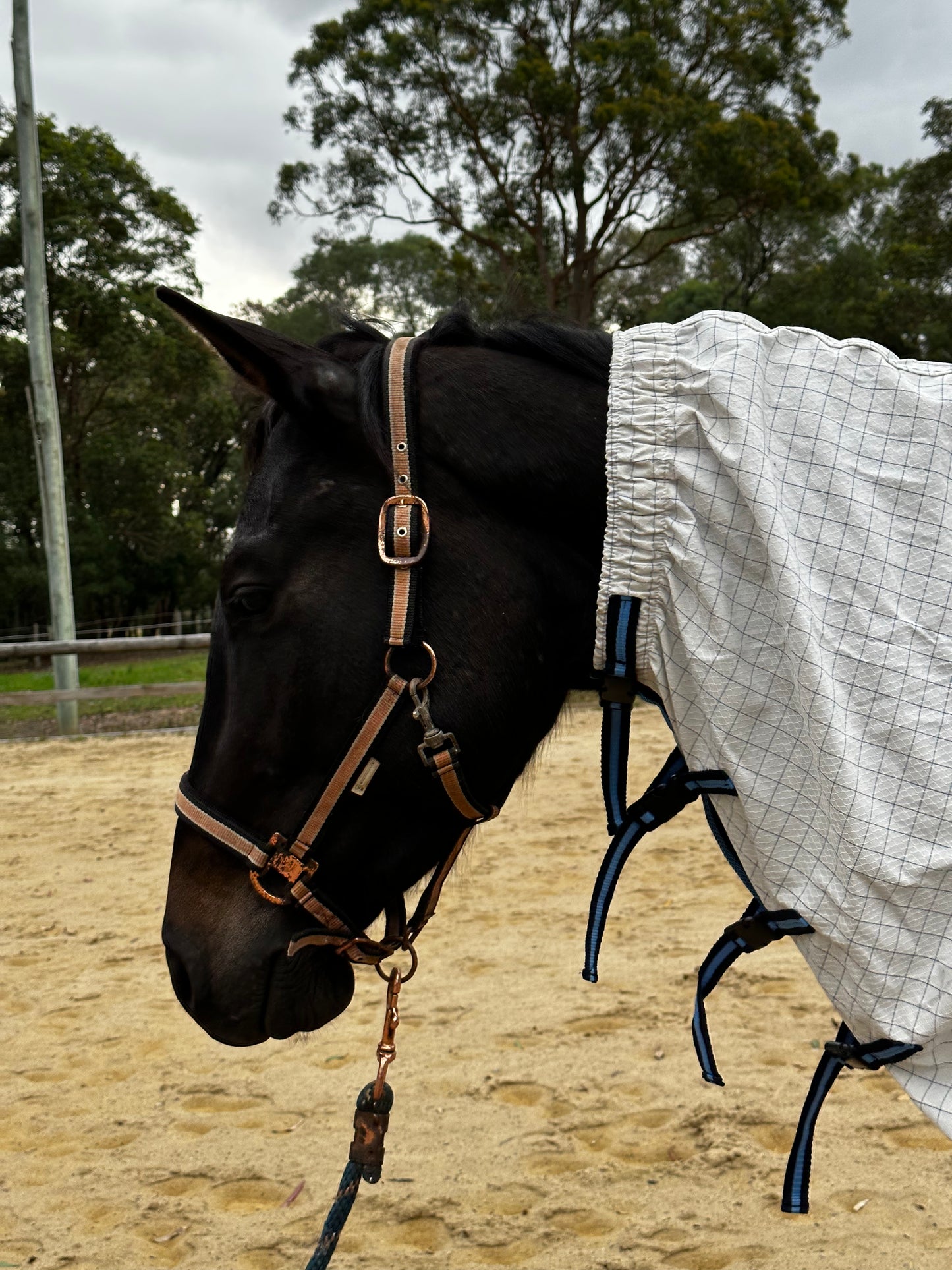 Scrunch Neck Cotton